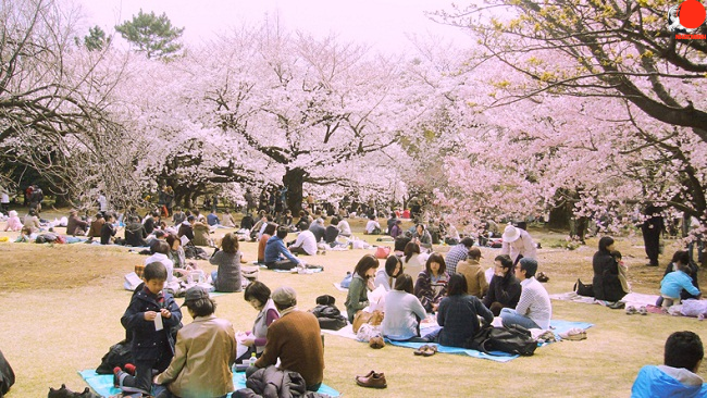 Khám phá lễ hội hoa anh đào Hanami - Nhật Bản