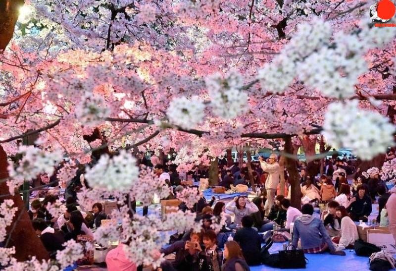 Lễ hội hoa anh đào Nhật Bản 2020 vào ngày nào? Ở đâu? Có gì đặc biệt? - Travelgear Blog